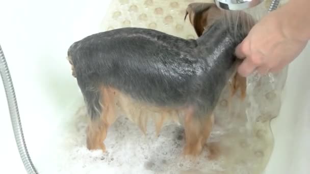 Hund badet in Zeitlupe. — Stockvideo