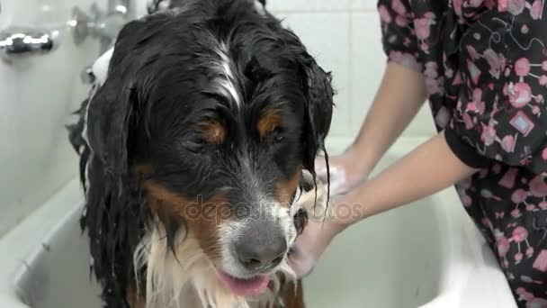 Bernese dağ köpeği, banyo. — Stok video