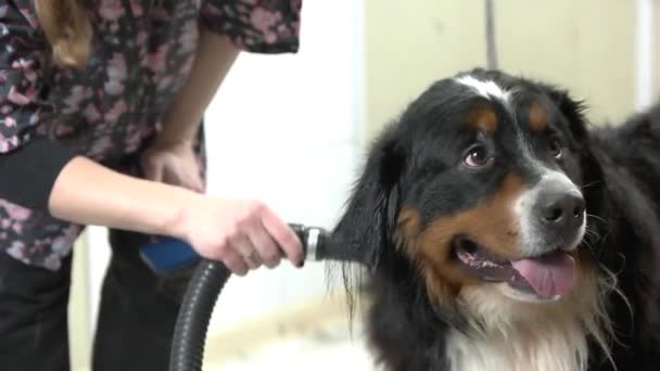 Cão sendo preparado, câmera lenta . — Vídeo de Stock