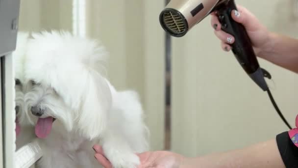 Χαριτωμένο σκυλί να πάρει γούνα αποξηραμένα. — Αρχείο Βίντεο