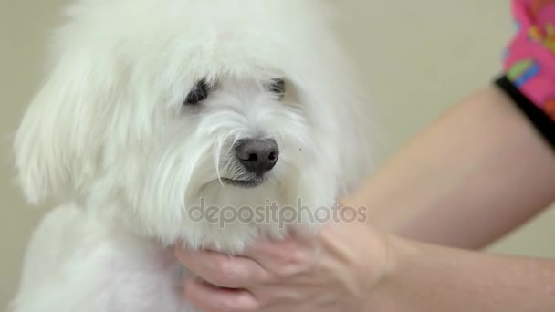 Cute dog and female hand. — Stock Video