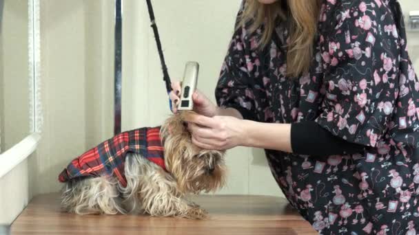 Vrouw met de snoeischaar grooming hond. — Stockvideo