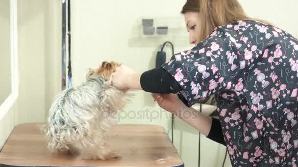 Vrouw grooming hond, snoeischaar. — Stockvideo