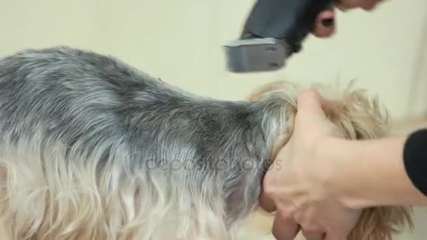 York terrier, dog grooming. — Stock Video