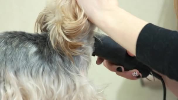 Női kéz, kutya hajvágó. — Stock videók