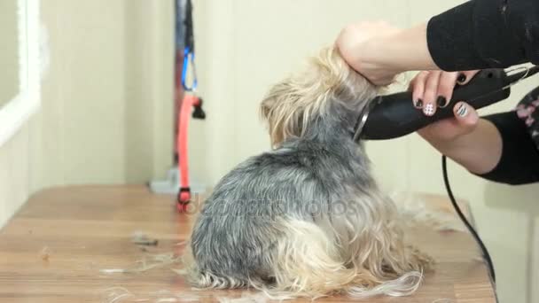 Vrouwelijke hond groomer op het werk. — Stockvideo