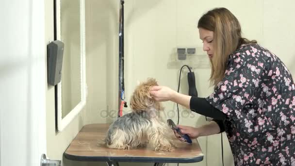 Vrouwelijke hond groomer werkt. — Stockvideo