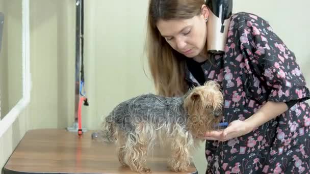 Hund groomer med york terrier. — Stockvideo