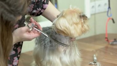 Damat makas ile kesme, york korkunç.