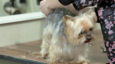 Evde beslenen hayvan salonda Yorkie korkunç.