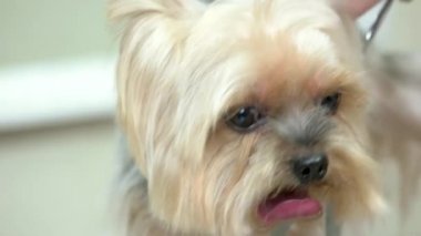 Küçük köpek vasıl belgili tanımlık damat.