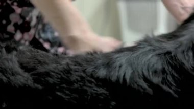 Bernese dağ köpeği kürk.