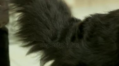 Bernese dağ köpeği, kuyruk bakım.