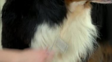 Bernese dağ köpeği, undecoat komisyon.