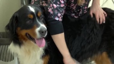 Bernese dağ köpeği, salon damat.