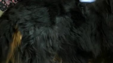 Köpek, slicker fırça kullanarak ele.