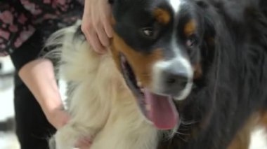 Köpek damat, komisyon astar.
