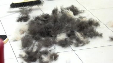 Süpürge süpürme köpek kılı.