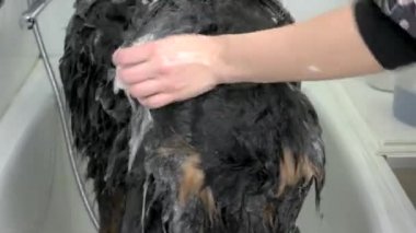 Sevimli köpek banyo eller.