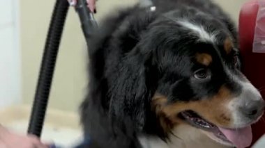 Şirin bernese dağ köpek bakım,.