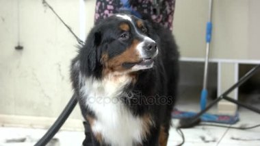 Bernese dağ köpeği, Evcil hayvan.