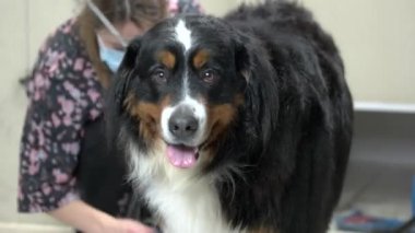 Sağlıklı bernese dağ köpeği.