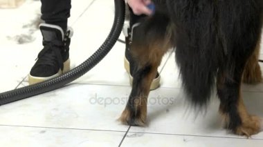 El fırçalama bernese dağ köpeği.