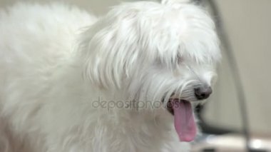 Beyaz Malta yakın çekim.