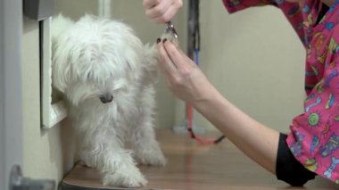 Çalışma, köpek damat tırnak makasları.