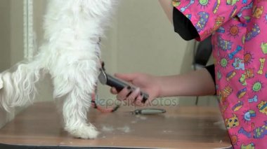 Bakımlı, yan görünüm olmak köpek.