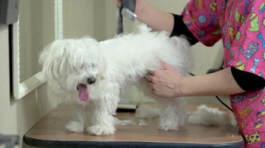 Beyaz Malta bakımlı.