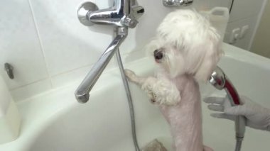 Erkek çamaşır sevimli köpek eller.