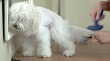 Damat tarafından fırçaladı Malta.