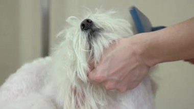 Malta fırçaladı yakın çekim.