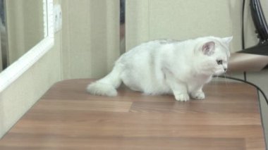 El okşayarak kedi.