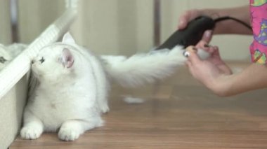 Şirin kedi Başlarken saç kesimi.