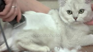 Saç kesimi kadar gittikçe evde beslenen hayvan.