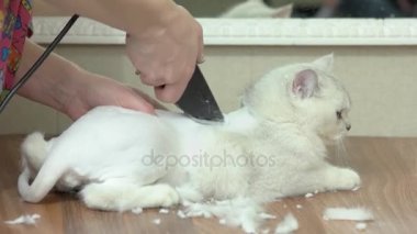 Britanya ile ilgili stenografi beyaz damat.