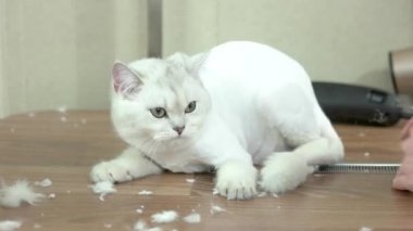 Kedi kadın ve erkek eller.