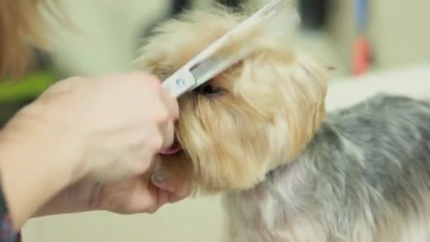 Női kéz, kutyakozmetika. — Stock videók