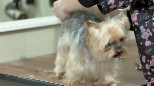 Yorkie terrier en salón de mascotas . — Vídeo de stock