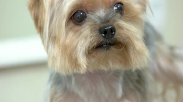 Mignon york terrier visage . — Video