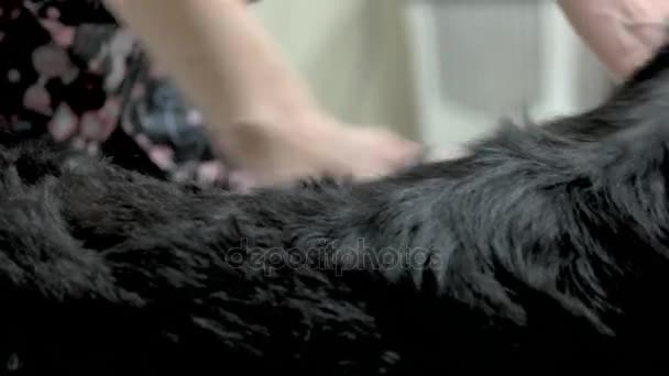 Bernese mountain dog fur. — Stock Video