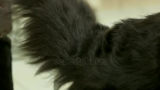 Bernese mountain dog, tail grooming. — Stock Video
