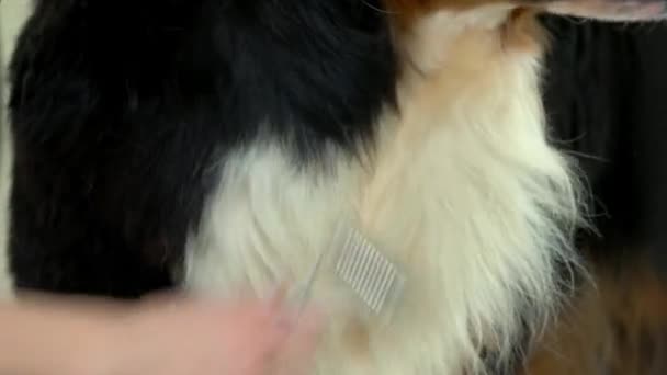 Bernese mountain dog, undecoat rake. — Stock Video