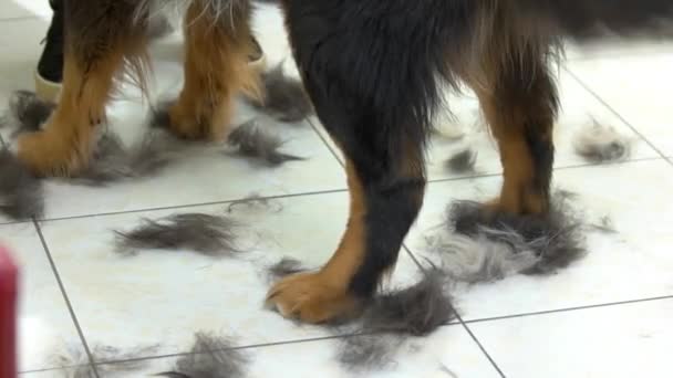 Patas de cão e recortes de cabelo . — Vídeo de Stock