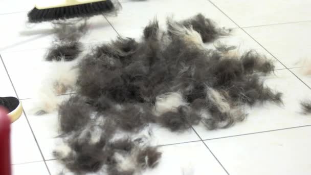 犬の毛を掃除するほうきをプッシュします。. — ストック動画