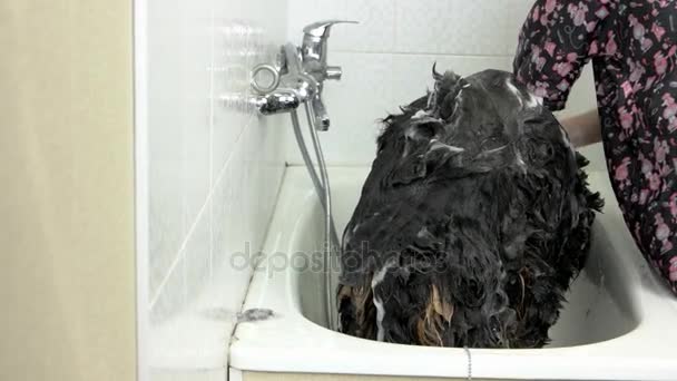Bernese perro siendo bañado . — Vídeo de stock
