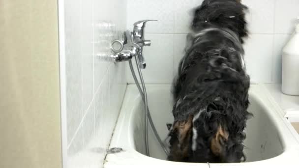 Hond afschudden van water, badkamer. — Stockvideo