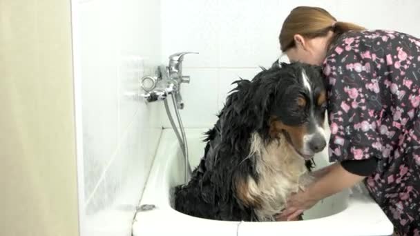 Bernese perro de montaña siendo bañado . — Vídeos de Stock